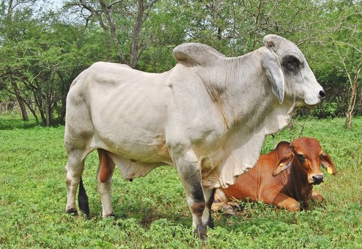 Brahman Bull And Cow