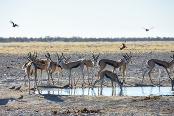 Fototapeta na wymiar Springbok at Waterhole - Etosha