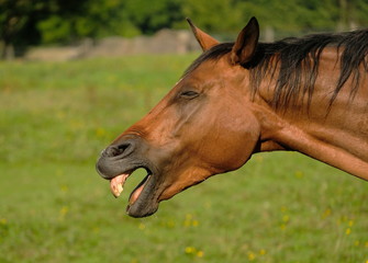 lachendes Pferd