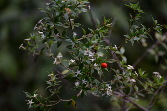 Native Holly with red berry growing near Kuranda