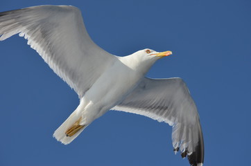 seagull