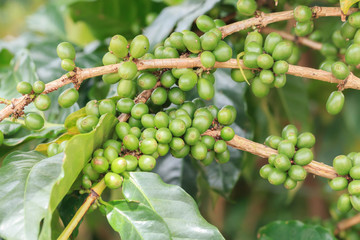green coffee beans and eggs of agricultural pests