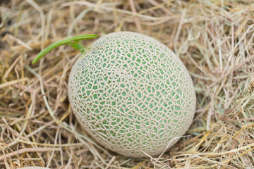 Japanese melons Cantaloupe melons tropical aroma fruit in Japan