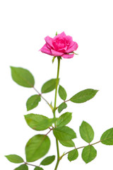 The blooming pink rose isolated on white background