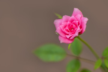 The blooming pink rose isolated on brown background