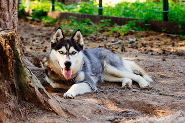 Cute husky in kennel on chain