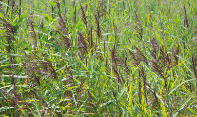 Reeds and grasses in the summer sun