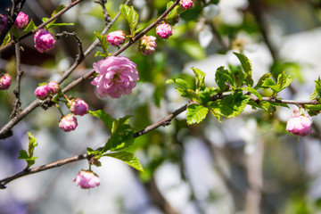 Branch of Prunus triloba (Louiseania ulmifolia) blossoms. Twig of almond trilobate with beautiful pink flowers closeup