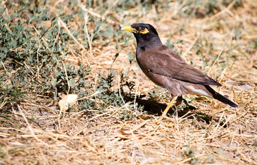 Indian starling in the open air