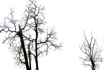 Dry tree on white background