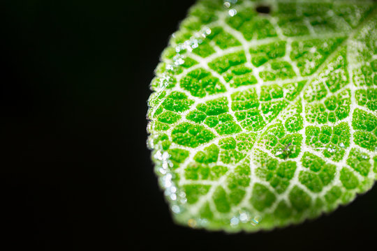 closeup green leaf micro texture isolated on black. science of nature plant life.