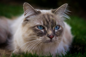 Fototapeta na wymiar Heilige Birma Katze, mit blauen Augen