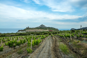 Fototapeta na wymiar Vineyard in the mountains and a view of the sea and the Fortress mountain, Sudak