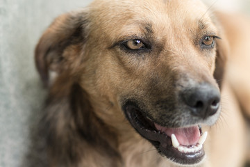 A colorful portrait of a sad homeless dog with clear eyes