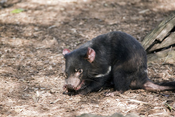Tasmanian devil