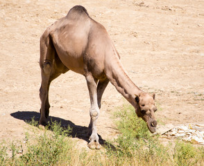 Camel on pasture in deserted nature
