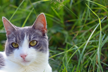 Head of domestic cat, green grassy background.