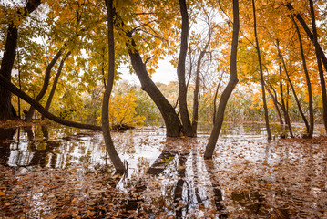 Flood in the autumn forest