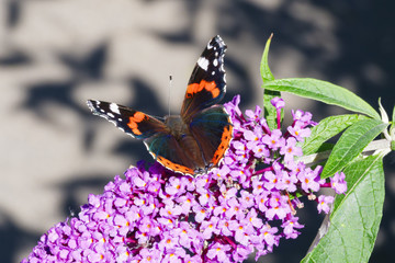Fototapeta premium Red Admiral butterfly on a Buddleia flower ready to take off.
