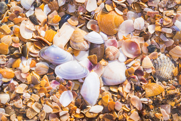 Seashels on sandy beach. Sea summer vacation background