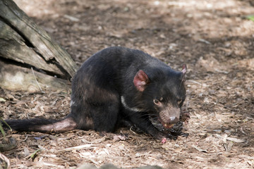 Tasmanian devil