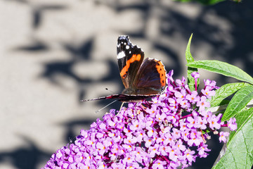 Close up, side view of a Red Admiral butterfly on a Buddleia flower