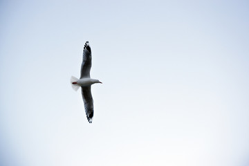 seagull