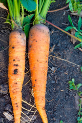 Ripe carrots with tops lying on the ground.