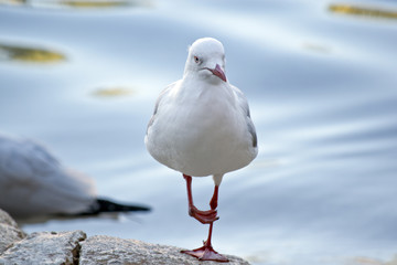 seagull