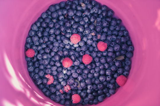 Close-up of fresh just picked blueberries with few raspberries in a pink bucket