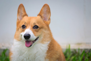 Welsh Corgi Pembroke dog
