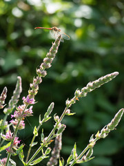 Libellule suspendue au sommet de la lavande