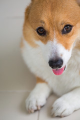 Welsh Corgi Pembroke dog