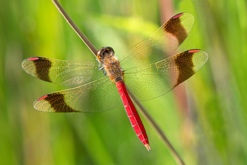 An Sympetrum pedemontanum banded darter dragonfly