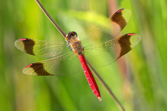 An Sympetrum pedemontanum banded darter dragonfly