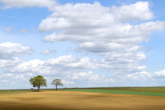 Walnussbäume  (Juglans regia) vor Wolkenhimmel
