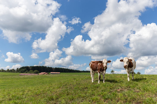 Vaches de race montbeliarde