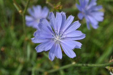 Obraz premium cornflower