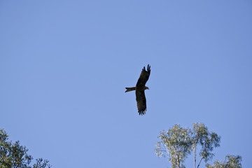 black kite