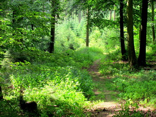 Chemin en foret