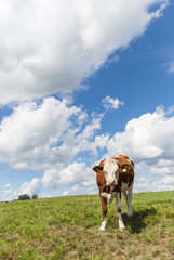 Vache de race montbéliarde