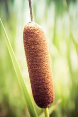 Typha (bulrush or cattail)  spikes