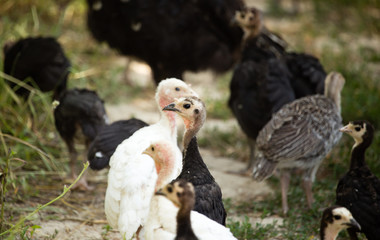 Young turkey on the farm