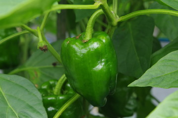 畑で実るピーマン