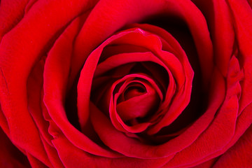 Red rose close-up