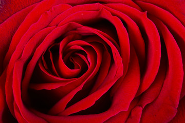 Red rose close-up