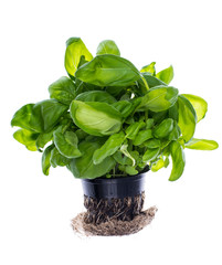 Fresh green basil with roots, grown in black plastic pot
