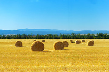 Fototapeta na wymiar Golden hay bales in countryside