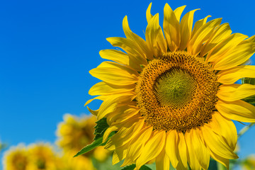 Fototapeta premium Yellow field of sunflowers