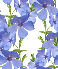 Fototapeta premium Seamless floral pattern border. Wild periwinkle flowers isolated